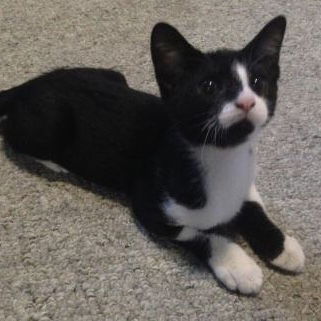 Oreo