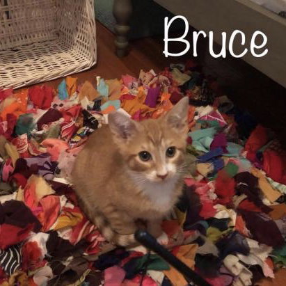 Bruce