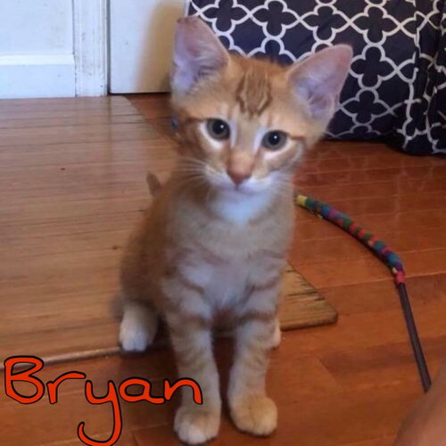 Bryan
