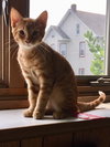 Ozzie and Ziggy