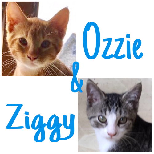 Ozzie and Ziggy