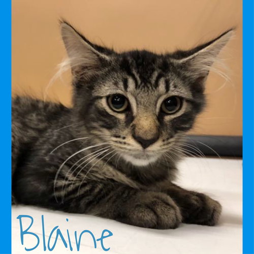 Blaine