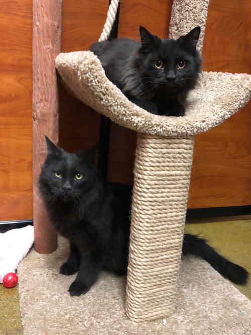 Pepper and Sweet Pea