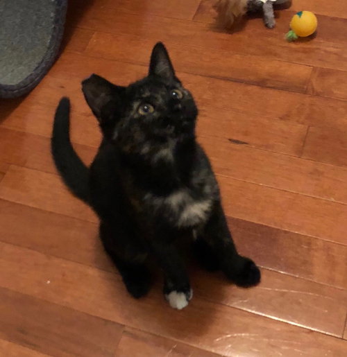 Bea