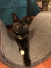 Bea