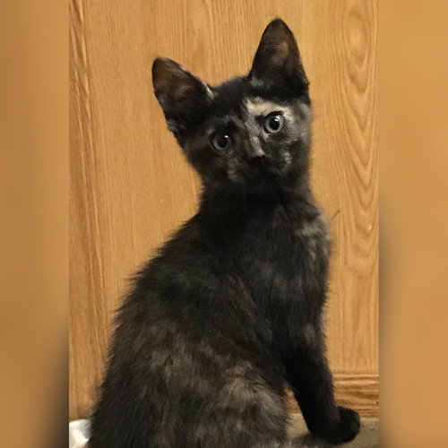 Sophia