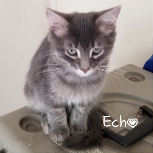 Echo