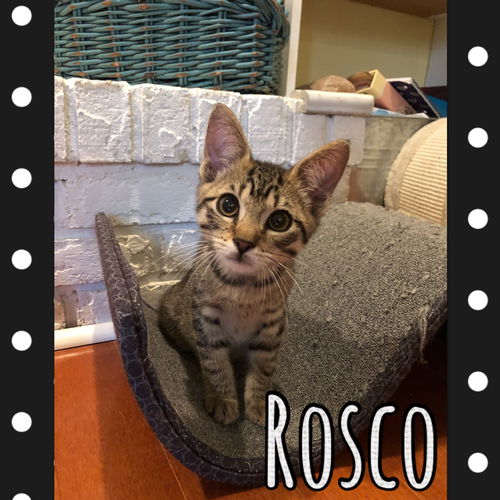 Rosco