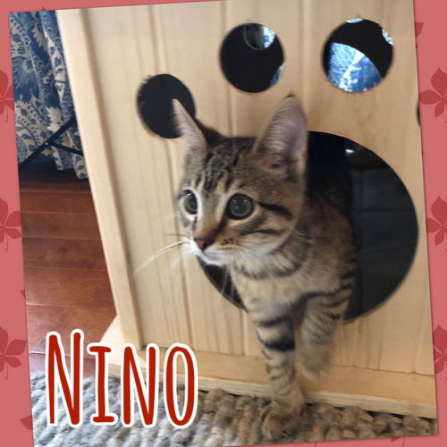 Nino