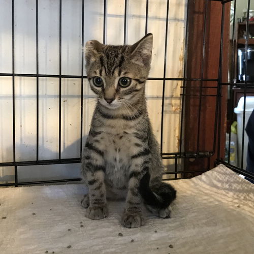 Peanut