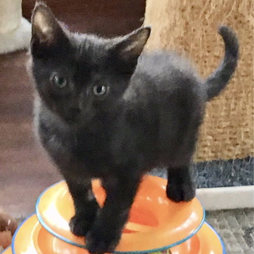 Peanut