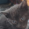 Peanut