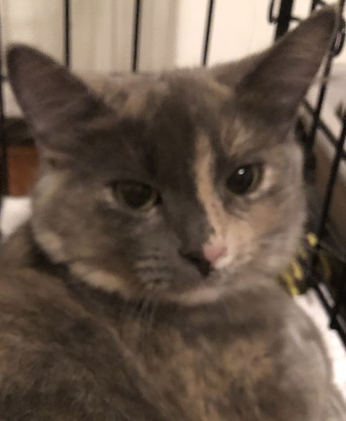Gina
