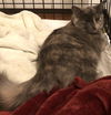 Gina