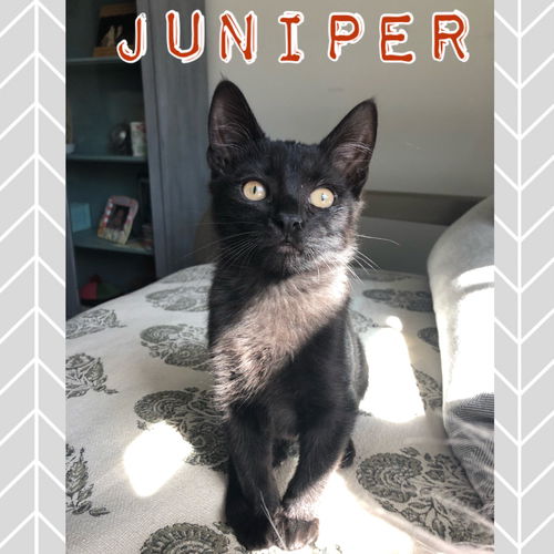 Juniper