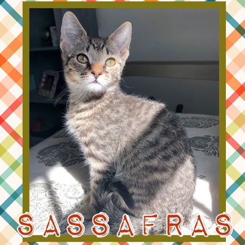Sassafras