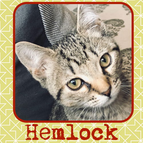 Hemlock