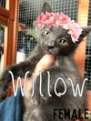 Willow