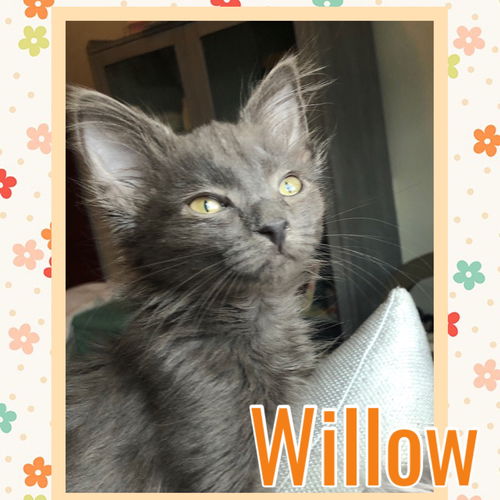 Willow