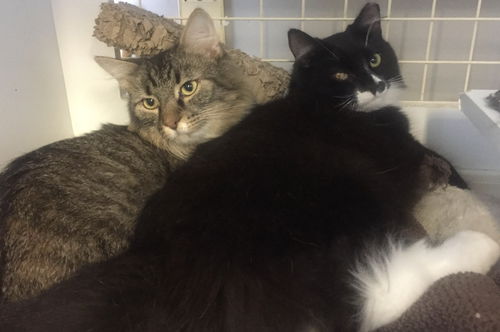 Fluffy & Jazzy