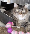 Fluffy & Jazzy