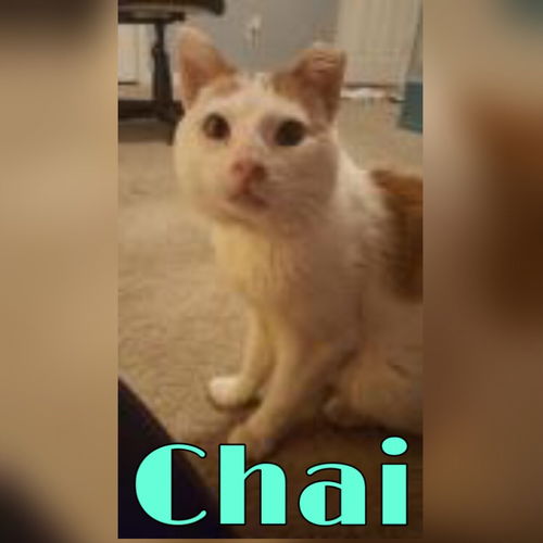 Chai