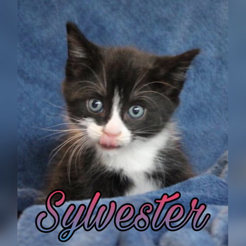 Sylvester