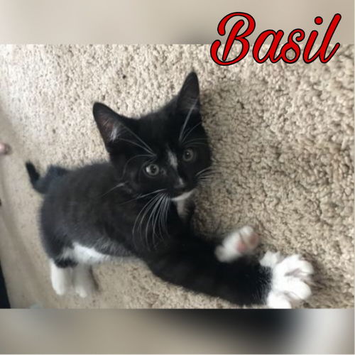 Basil