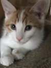 Fluffanutter