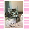 Rocki