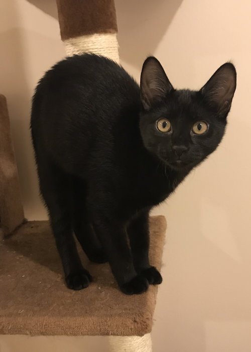 Bean