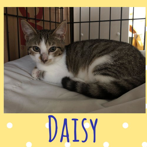 Daisy