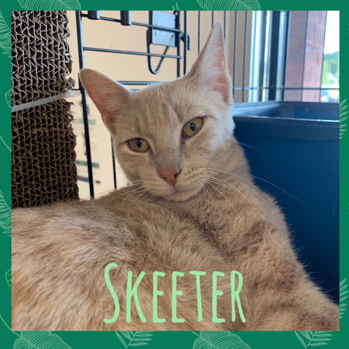 Skeeter