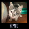 Pepper