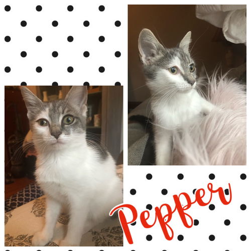 Pepper