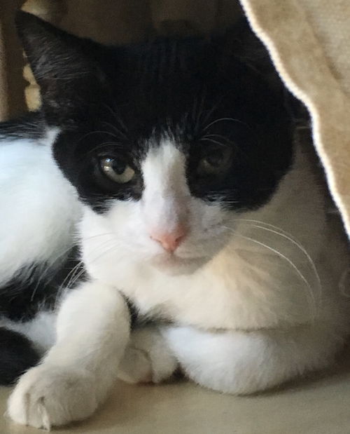 Finn