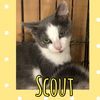 Scout