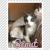Scout