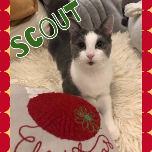 Scout