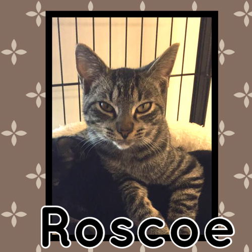 Roscoe