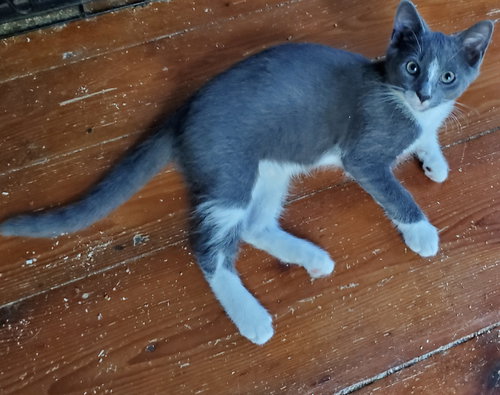 Cornelius