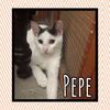 Pepe