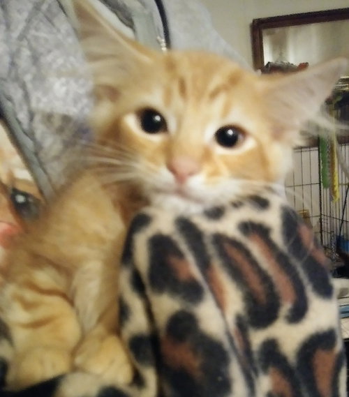Tom