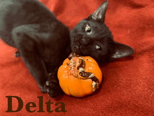 Delta