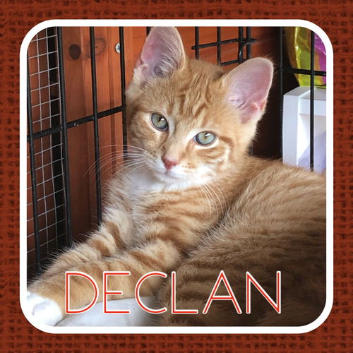 Declan