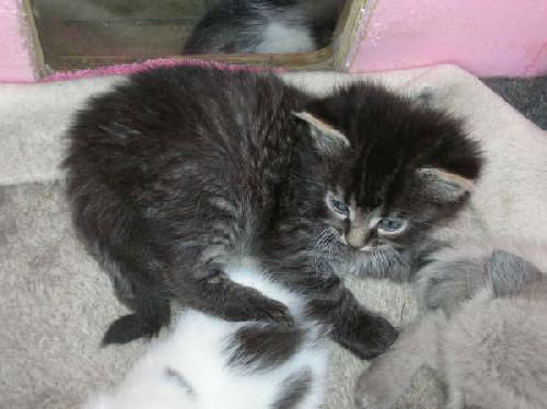 Kittens #1