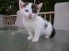 Kittens #1