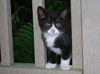 Kittens #1