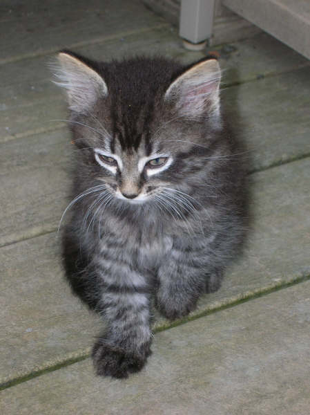 Kittens #2