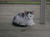 Kittens #2
